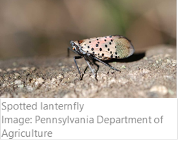 200805.InvasiveSpeciesBrief.3.png